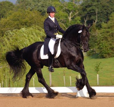 Ivan, Freidian Stallion, FEI Dressage, photo credit to InfocusbyBruce