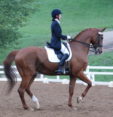 Amicelli, Grand Prix Gelding owned by Barbara Strawson and Jennifer Foulon